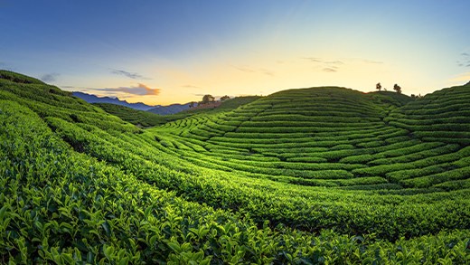 Beauty of Brewing- Tea tourism in India