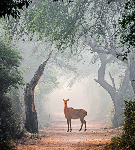 Keoladeo National Park