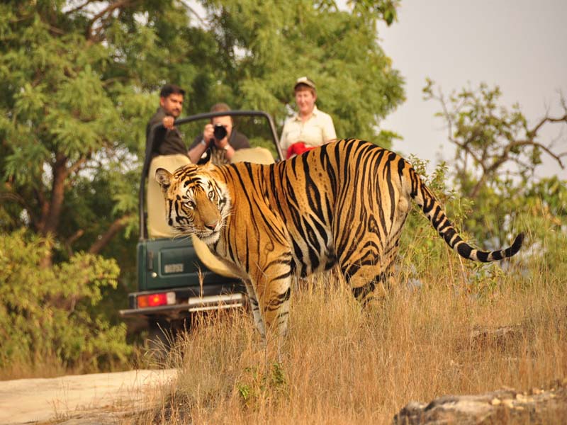 Ranthambore City Descriptions