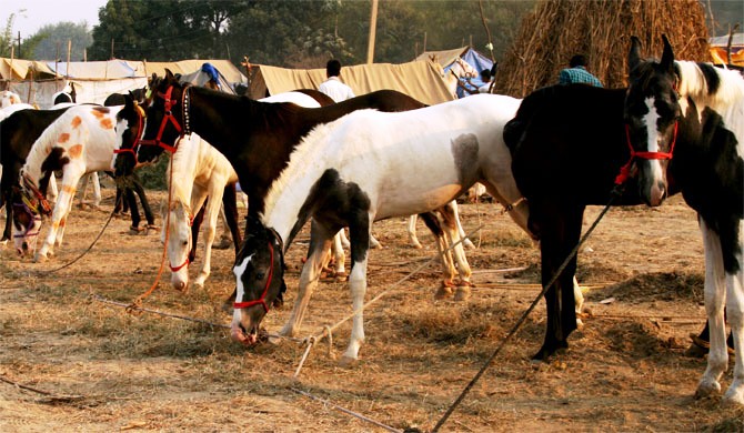 Bateshwar Horses