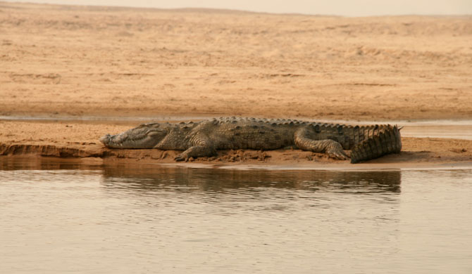 Chambal Crocodiles