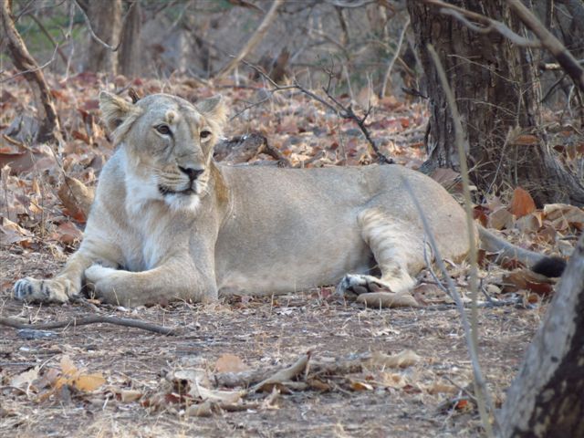 Lion in Gir, Gujarat-exclusive home to Asiatic Lions