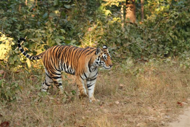 Tiger tourism in India