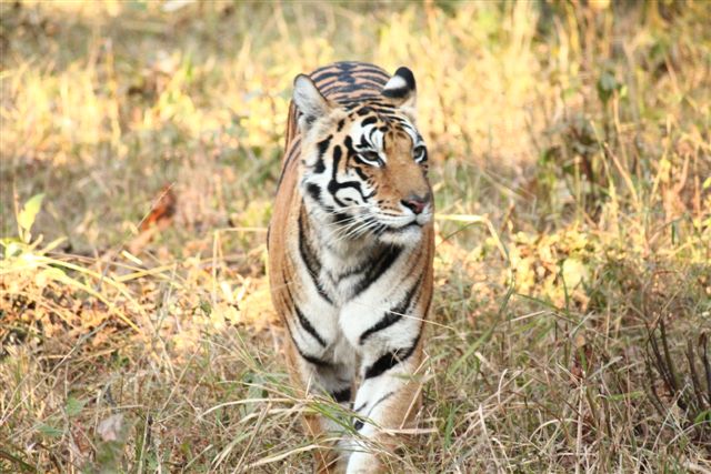 Tigers in India